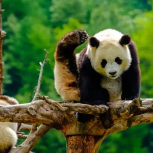 長江九大歷史名城十三日遊