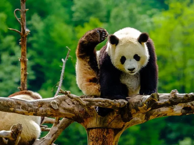 長江九大歷史名城十三日遊